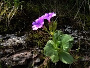 23 Primula hirsuta (Primula irsuta)